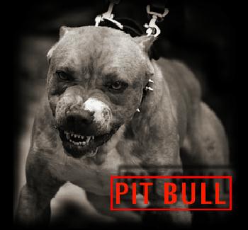 pittbull bis